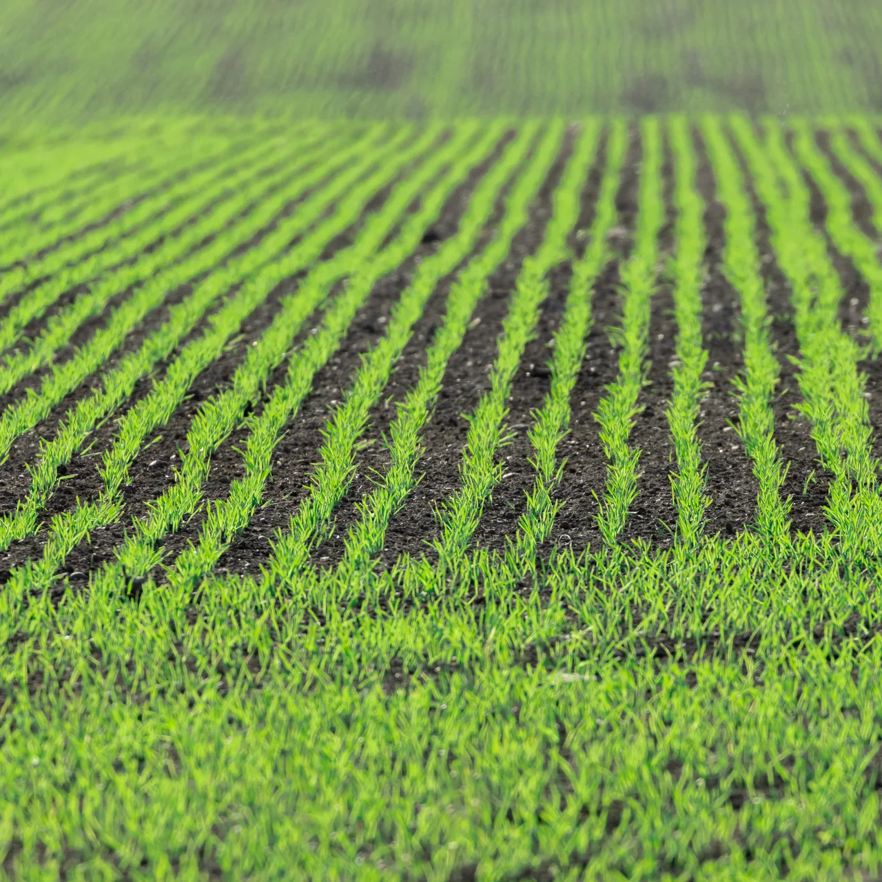 Nützliche Mikroorganismen zur Wachstumsförderung unter kalten Bedingungen