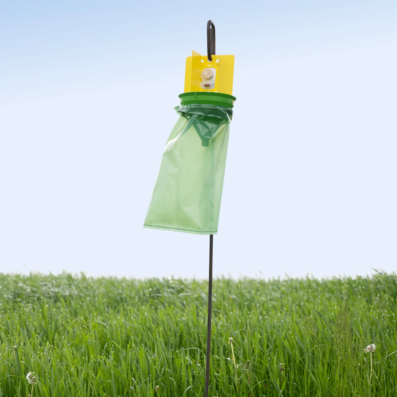 MaxCatch Piège scarabée japonais en prairie | © Andermatt Biocontrol Suisse AG