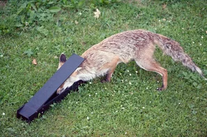 Der Fuchs leert die Falle
