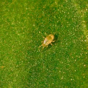 Amblyseius californicus
