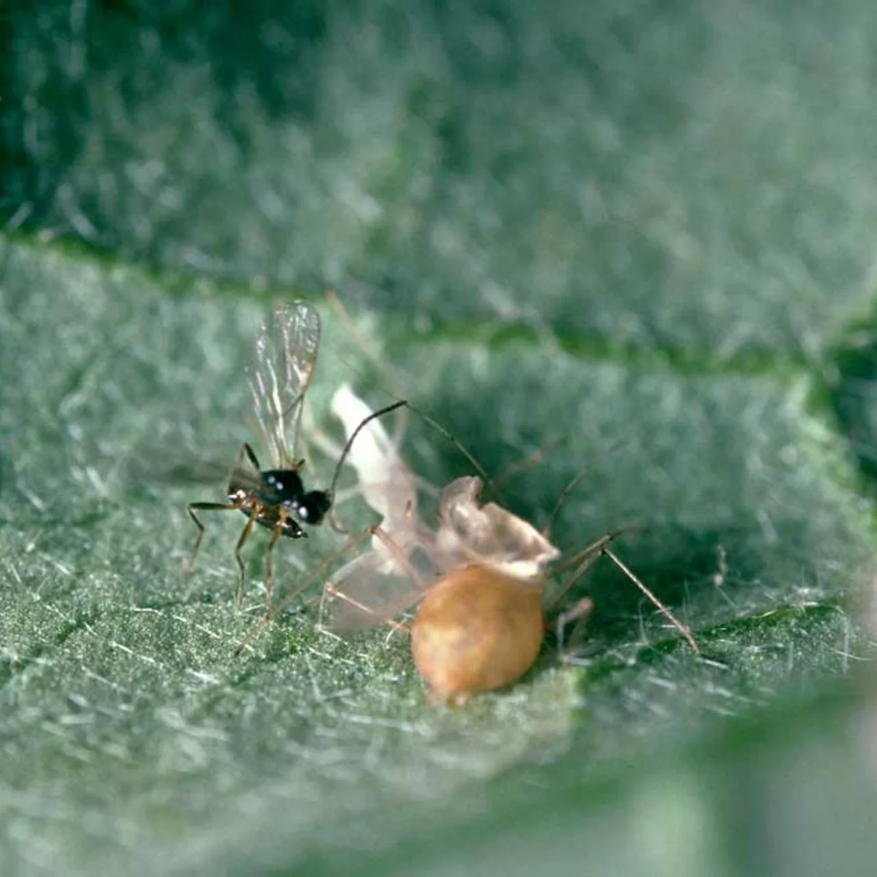 Aphidius ervi