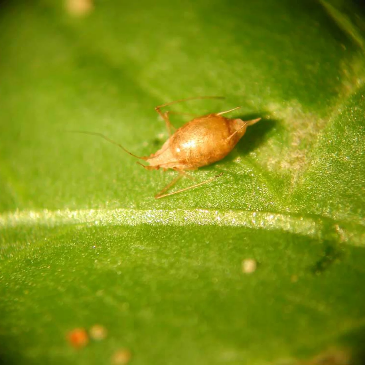 Aphidius ervi