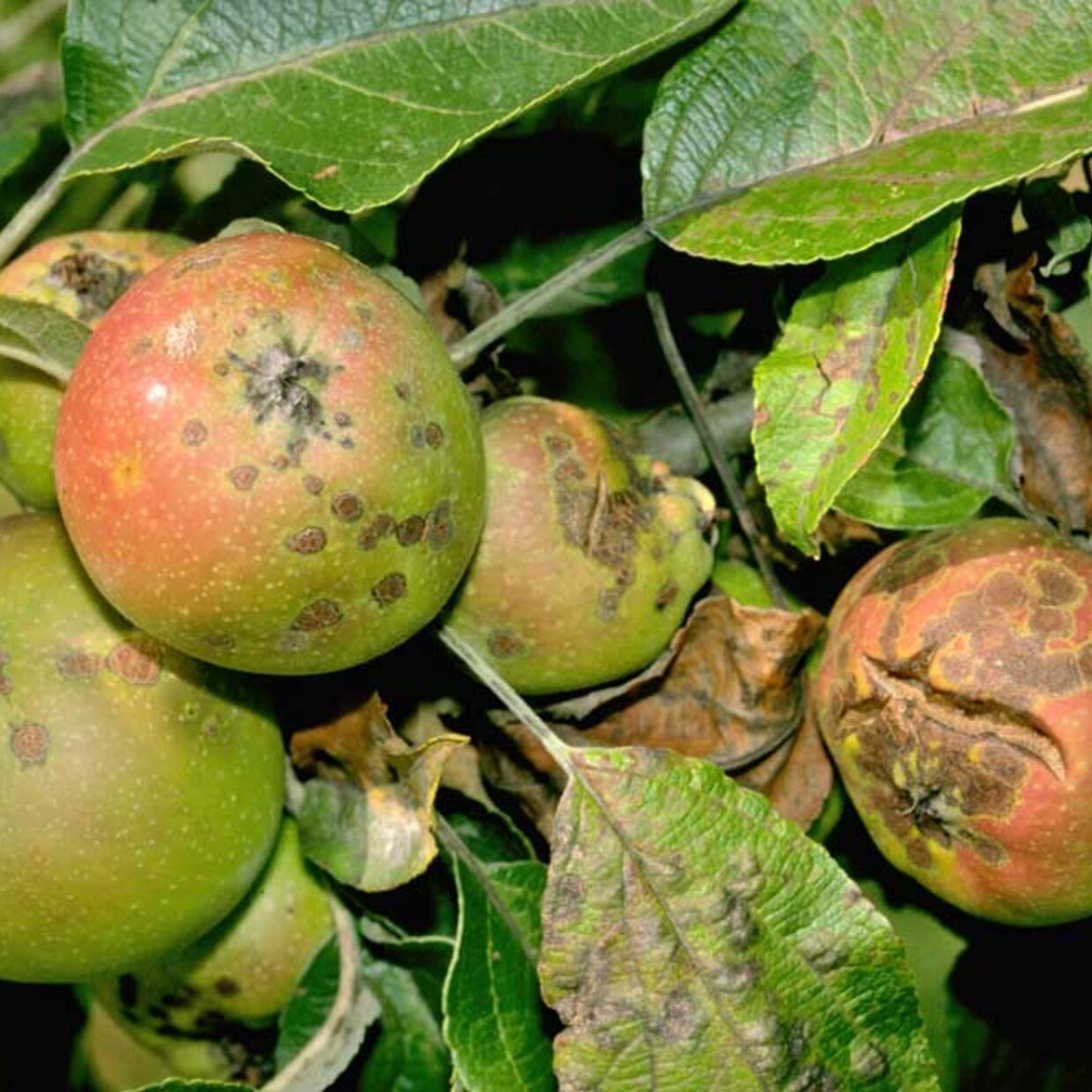 Home Produkte und Pflanzenschutz Fungizide MycoSin