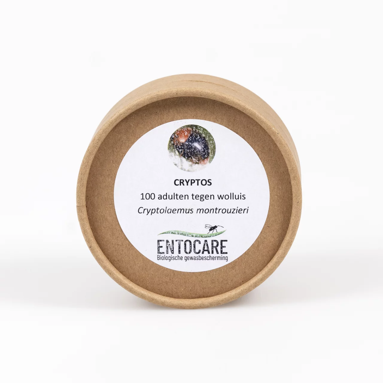 Cryptolaemus montrouzieri