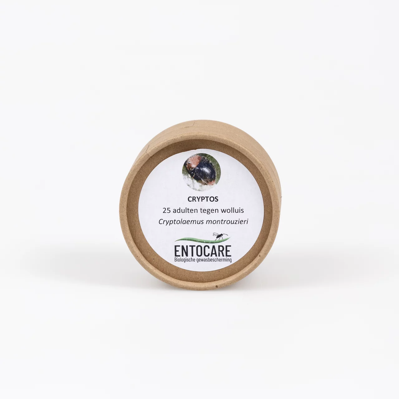 Cryptolaemus montrouzieri